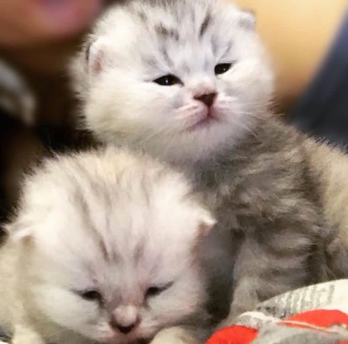 Висолоухие котята