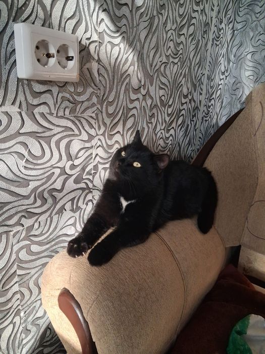 Кот мальчик в добрые руки