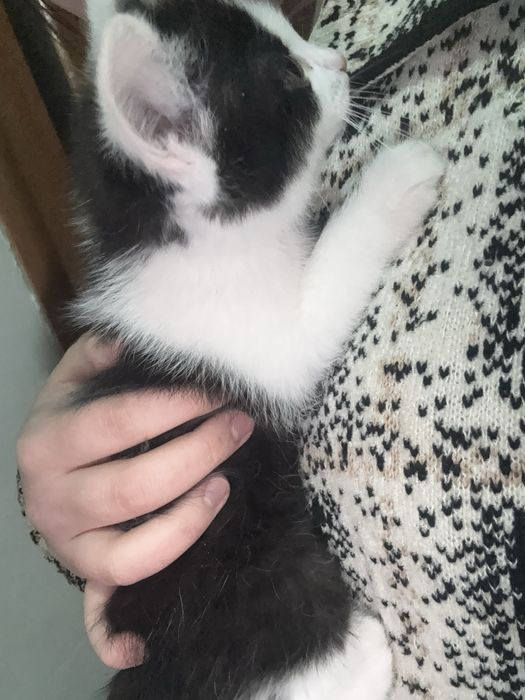 девочка,умная,любит играть