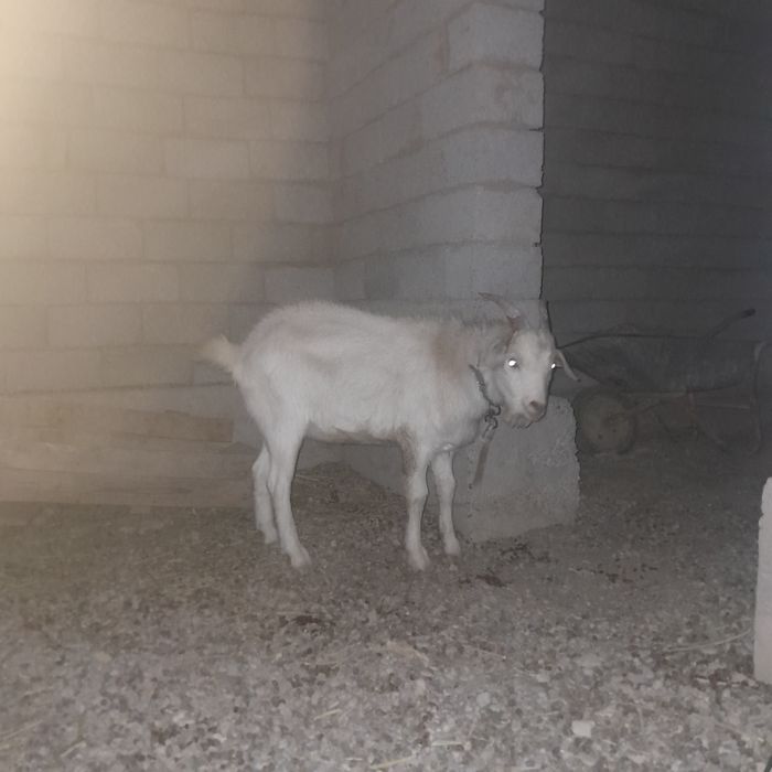 Буаз ешкі екеуі бірге сатылады