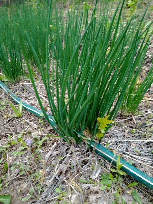 Продам лук многолетний