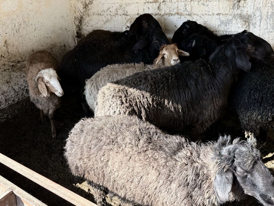 Қошқар бордақы семіз