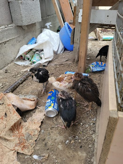 Сатамын шожелер 4 шт 16000