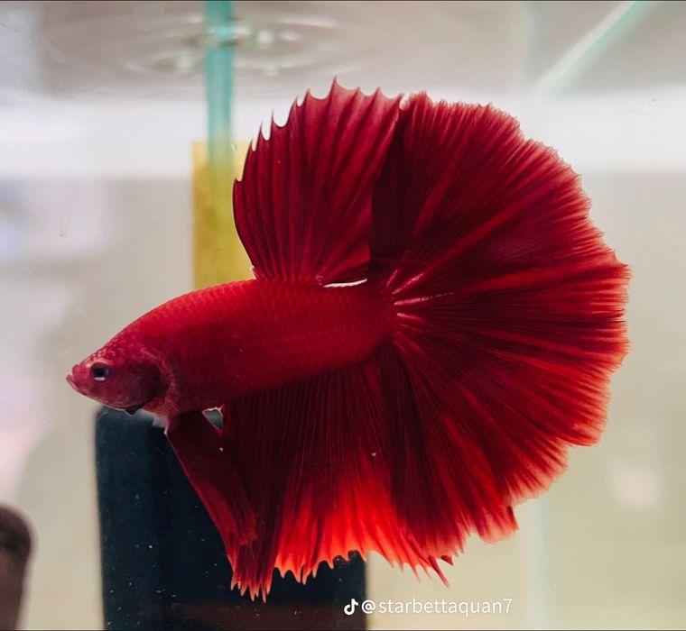 Петушок BETTA fish