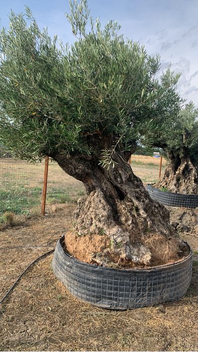 Maslini seculari si centenari de diferite marimi si forme