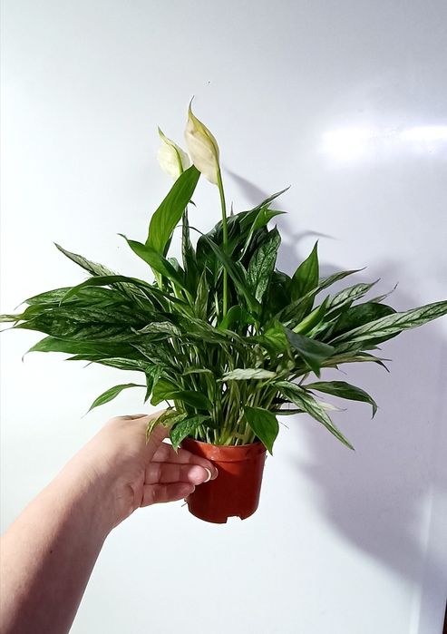 Спатифиллумы Сенсация