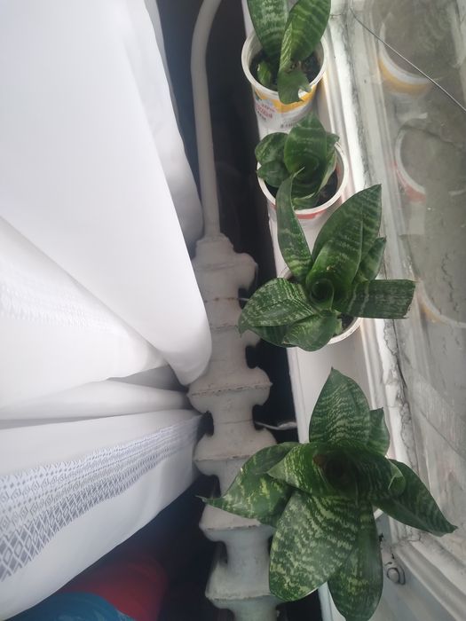 Продам цветы алоэ лекарственный