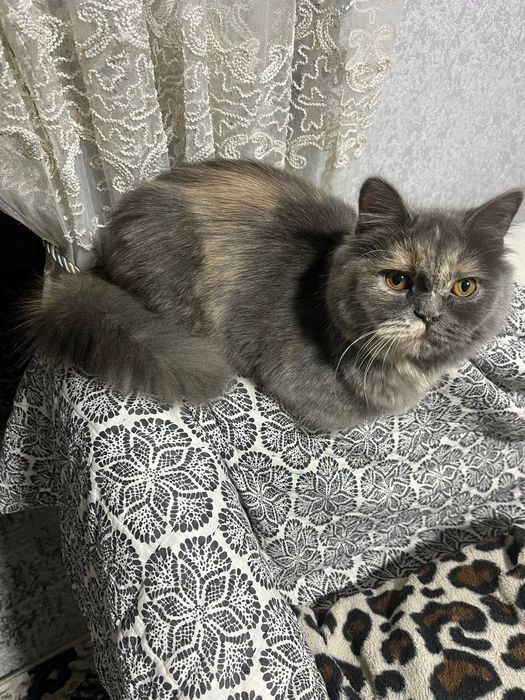 Продается кошка скотиш страйт