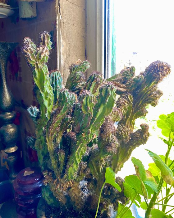 Цветы в горшках (разные виды)