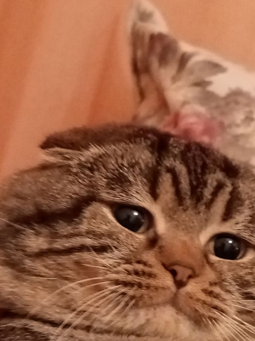 Отдам в хорошие руки