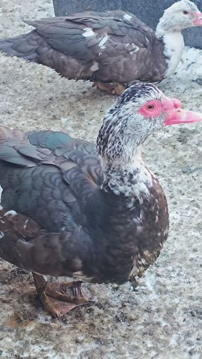 Селезень индоутки на племя