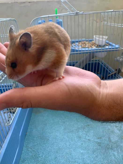 Hamster sichqoncha  2 juft