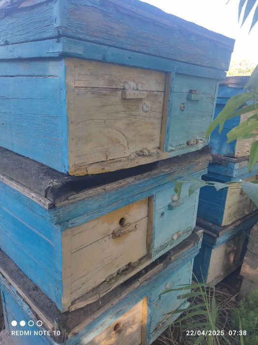 Asalari uyasi sotiladi