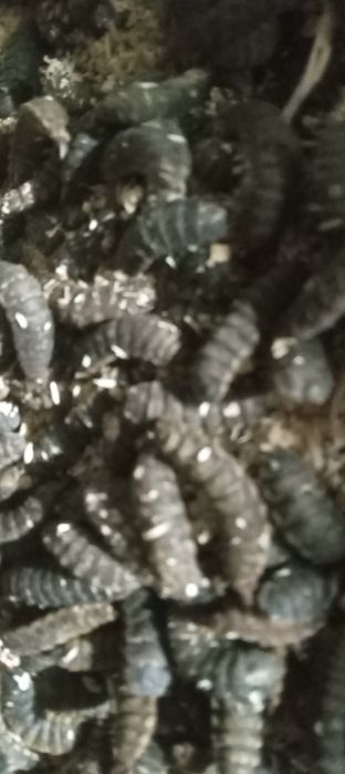 Яйца и жир  черной львинки