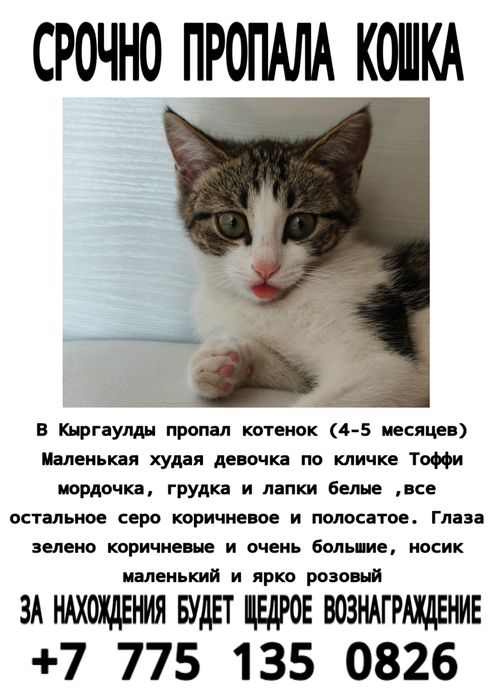Пропала кошка ,за нахождение будет щедрое вознаграждение