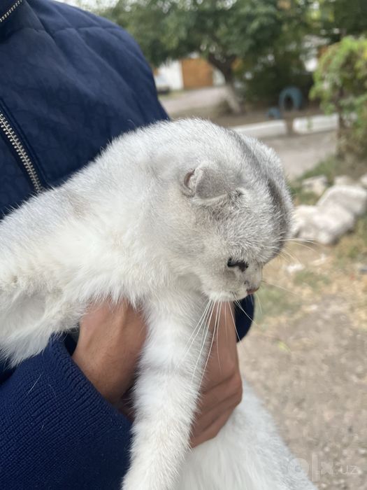 Scottish Fold silver/shaded