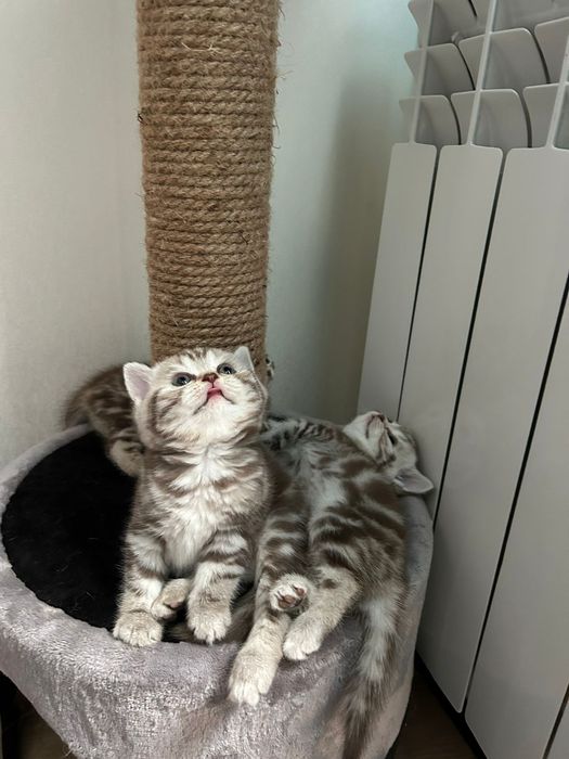 Шотландские котята