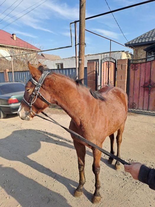 Жылқы баигеде жулели 1.5 жасар