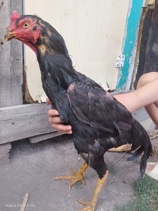 Продам срочно с визи переездом
