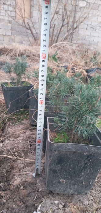 BOĜBONProfi boĝbonprofi