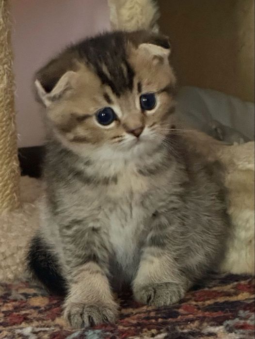 skitka yangi yilga skotisha fold sotilvodi