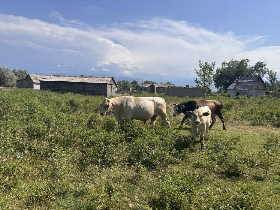 Продам быка аулиеколя, можно на племя