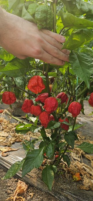 Ardei Carolina reaper proaspat