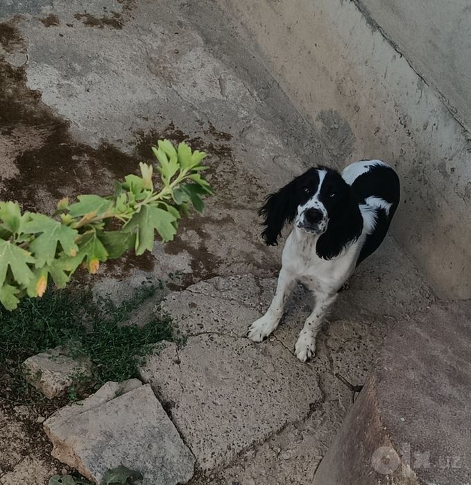 Русский спаниель