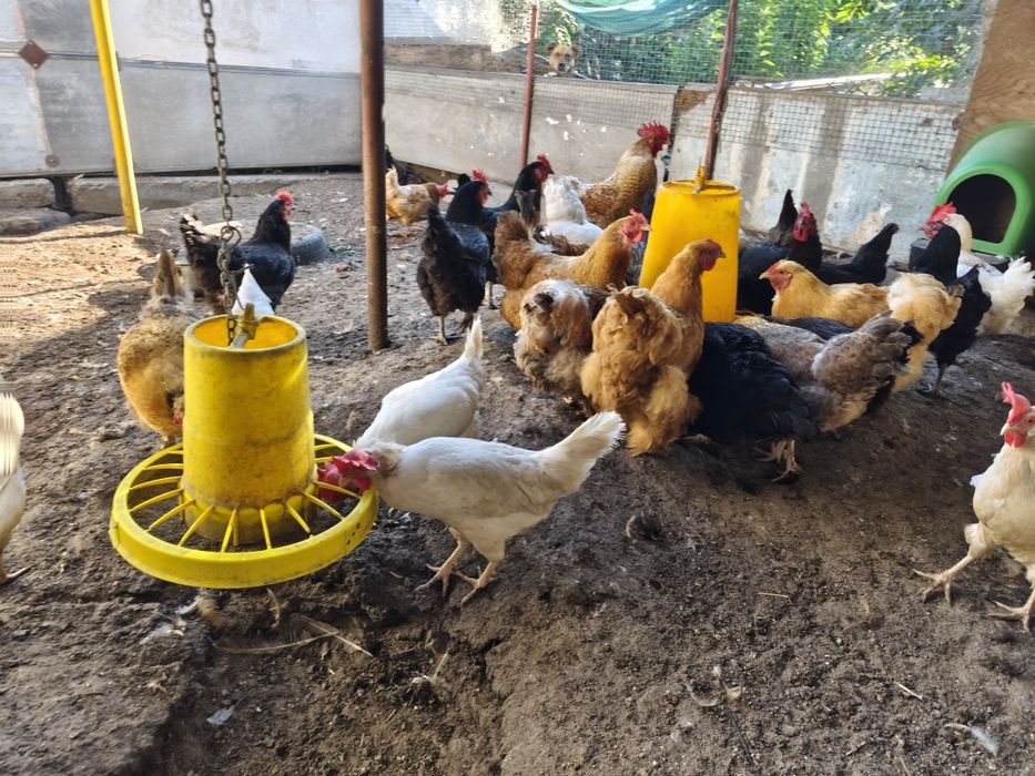 Продавам  Кокошки и Петли