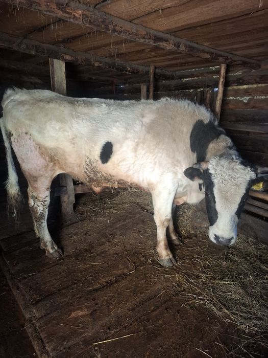 Бык 2 года черно-пестрый