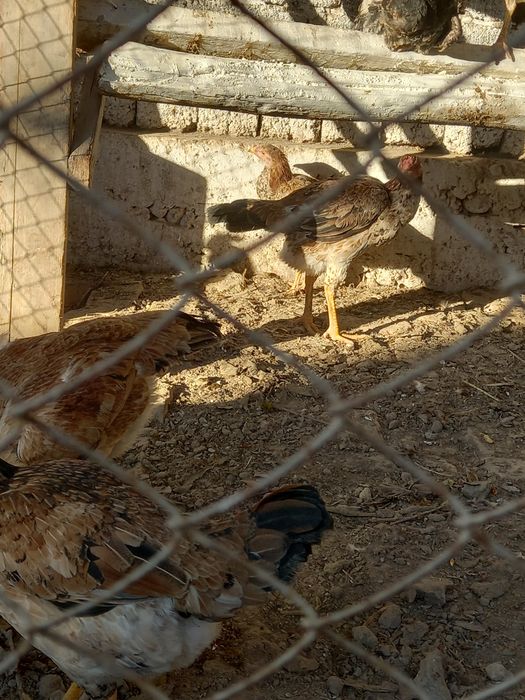 Дакан товук сотилади обменгаям хорозга