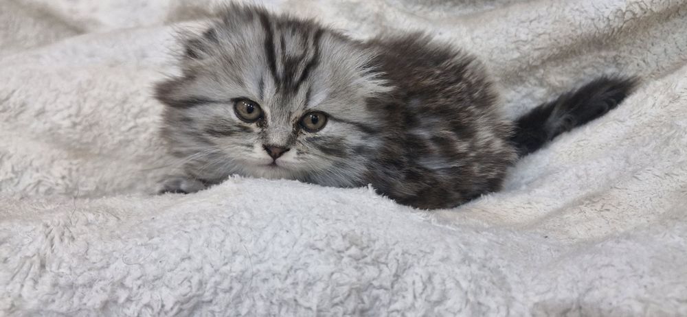 Шотландский котенок