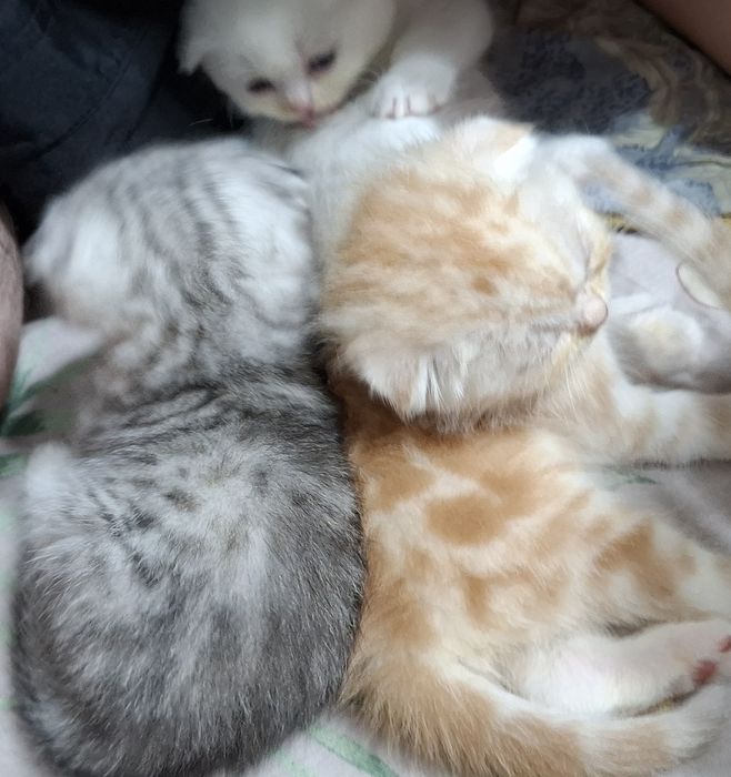 Продаются котята скотиш страйт.