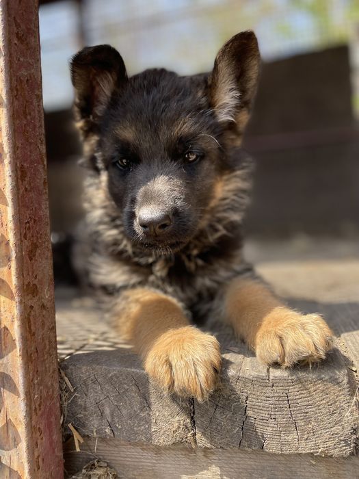 Щенки немецкой овчарки