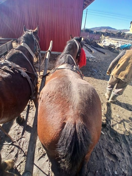 Vand armăsar de 5 ani