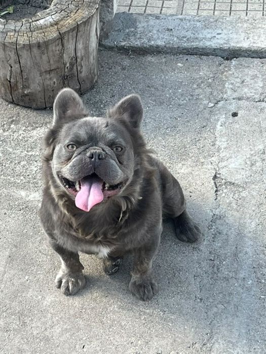 Френски булдог бебе