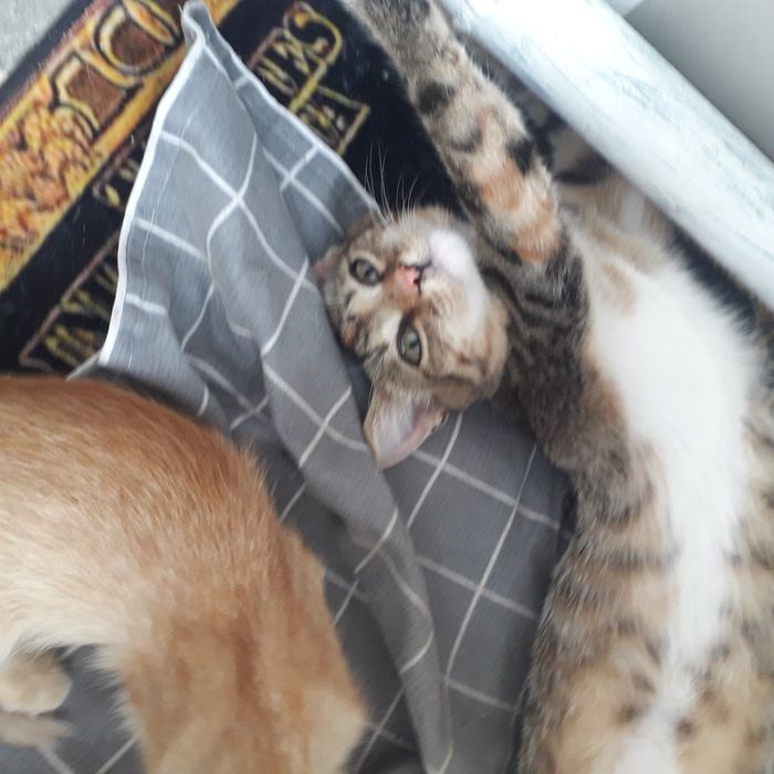 Котята 1,5 мес и 4 мес кошечки