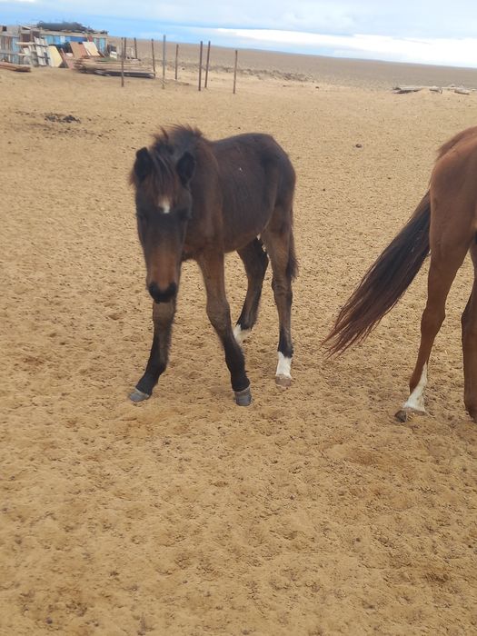 Жабағылар сатылады