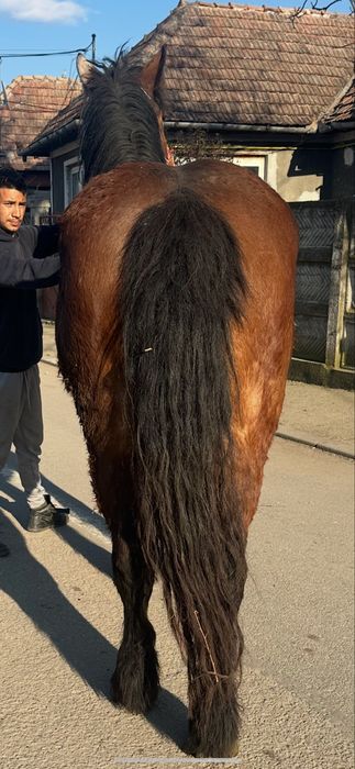 De vanzare manza de 2 ani blanda invatata la utilaje pret 3.000 euro n