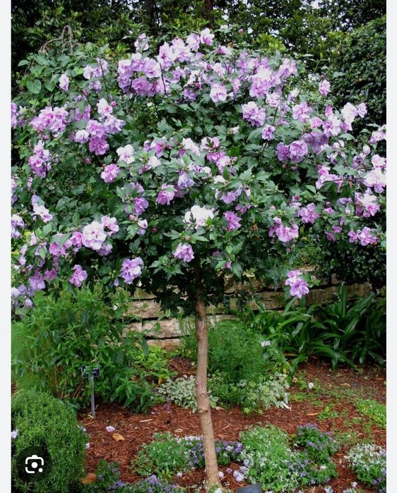 Озеленяване на паркове,градини,алей