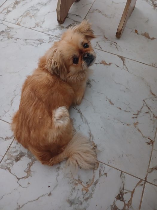 Ищем мальчика для вязки