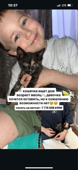 кошечка в добрые руки!