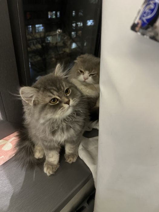 Haylnd strayt mushuk bolasi