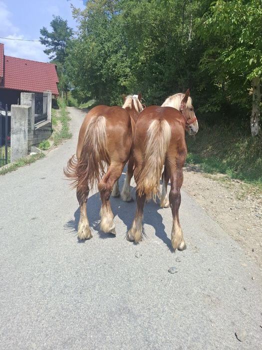 Vand sau schimb doi manzi