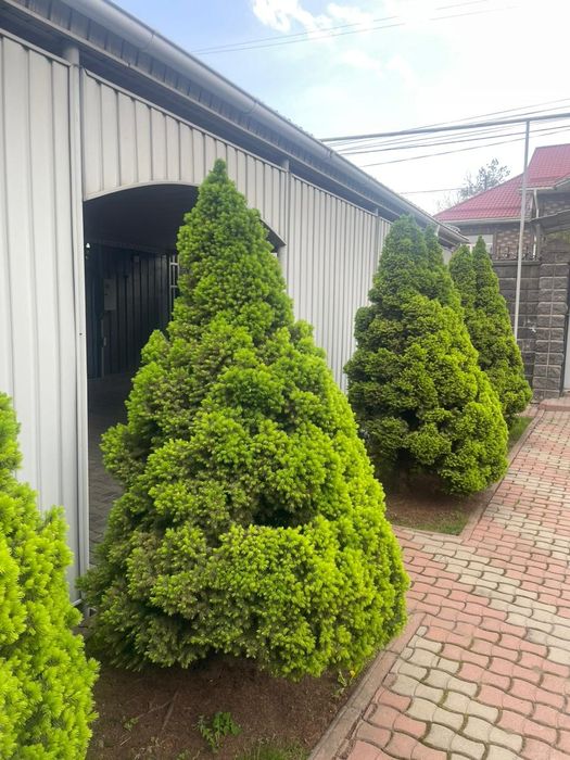 Продам Коника ёлки