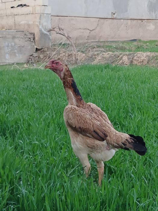 Zotli tovuqla sotiladi