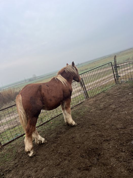 Vând sau schimb cu viței doi mânzi