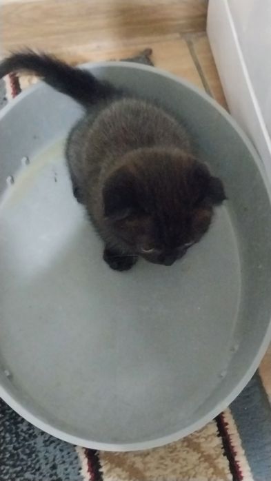 Шотланские весоухие