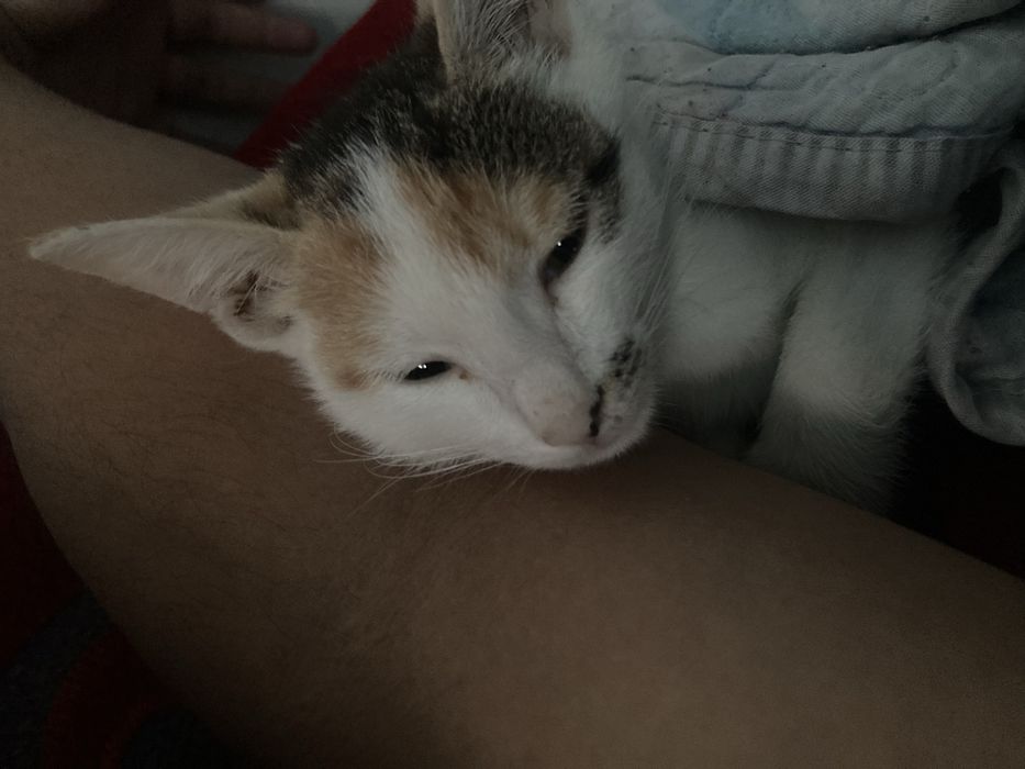 котенок, үй мысық