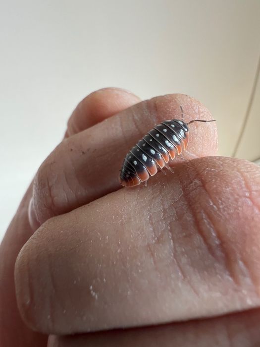 Изоподи Armadillidium Klugii “Montenegro”